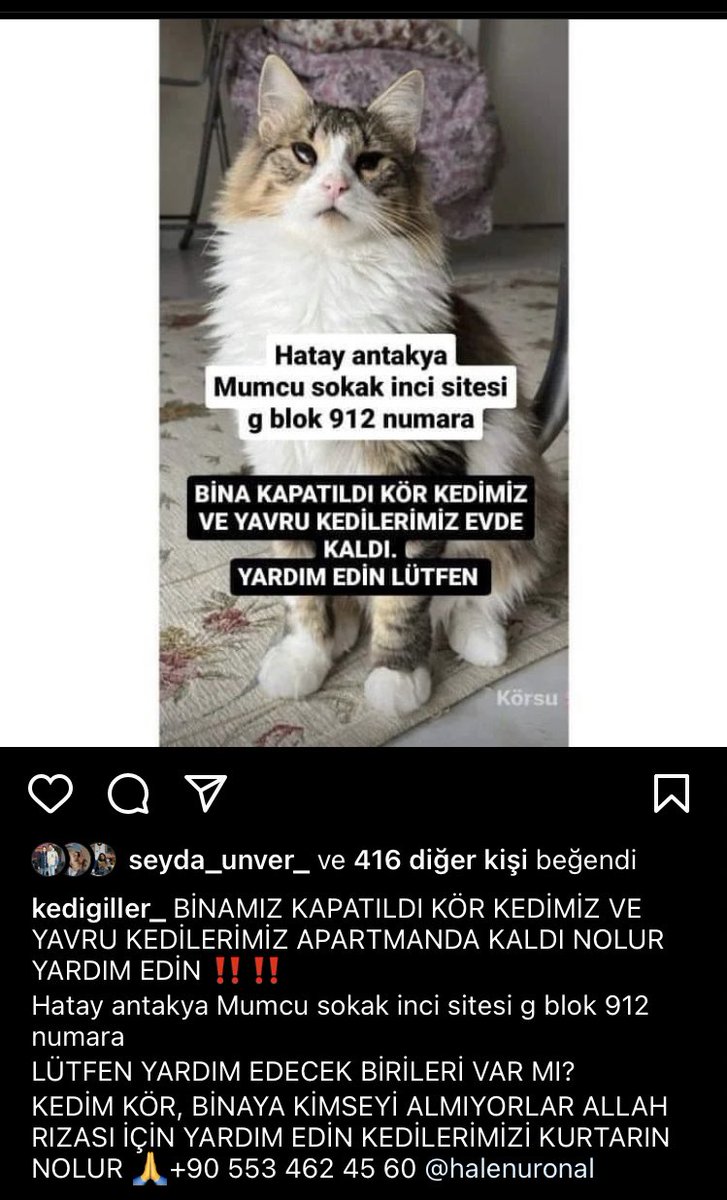 Hatay Antakya Mumcu Sokak İnci Sitesi G Blok 912 numarada mahsur kalmışlar. Kör kedi ve yavruları. Bina kapatılmış. Kurtarabilecek olan var mı? <a href="/DepremDairesi/">AFAD Deprem</a> <a href="/AFADBaskanlik/">AFAD</a> 0553 462 45 60