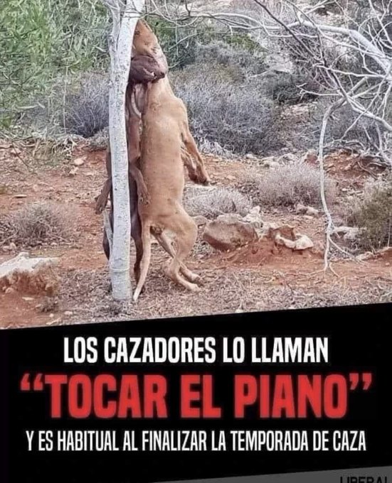 #SánchezConElMaltratoAnimalLos perros de caza no tienen que ser excluidos de la ley de bienestar animal, al PSOE le tiemblan las piernas ante la presión de los cazadores. #SánchezConElMaltratoAnimal
 <a href="/sanchezcastejon/">Pedro Sánchez</a> @psoe <a href="/gpscongreso/">PSOE Congreso</a> <a href="/desdelamoncloa/">La Moncloa</a>