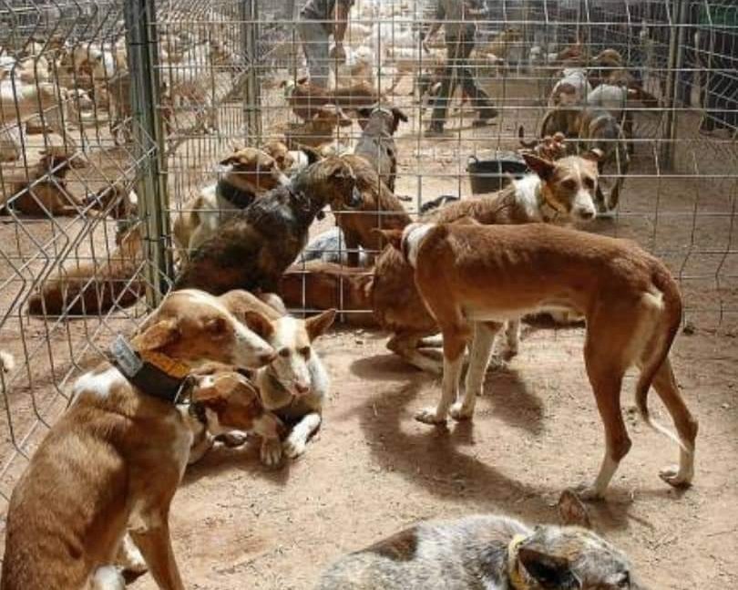 Cría, venta, cambios como si de cromos se tratara, y descartes de perros. Eso es lo que seguirá pasando si a los perros de caza se les saca de la ley.
<a href="/sanchezcastejon/">Pedro Sánchez</a> <a href="/psoe/">PSOE</a> <a href="/gpscongreso/">PSOE Congreso</a> <a href="/desdelamoncloa/">La Moncloa</a>
#SánchezConElMaltratoAnimal