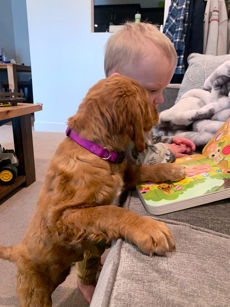 JordanTblad97's tweet photo. A boy and his dogs ♥️

Excuse me while I cry happy tears https://t.co/qO87CabVwH