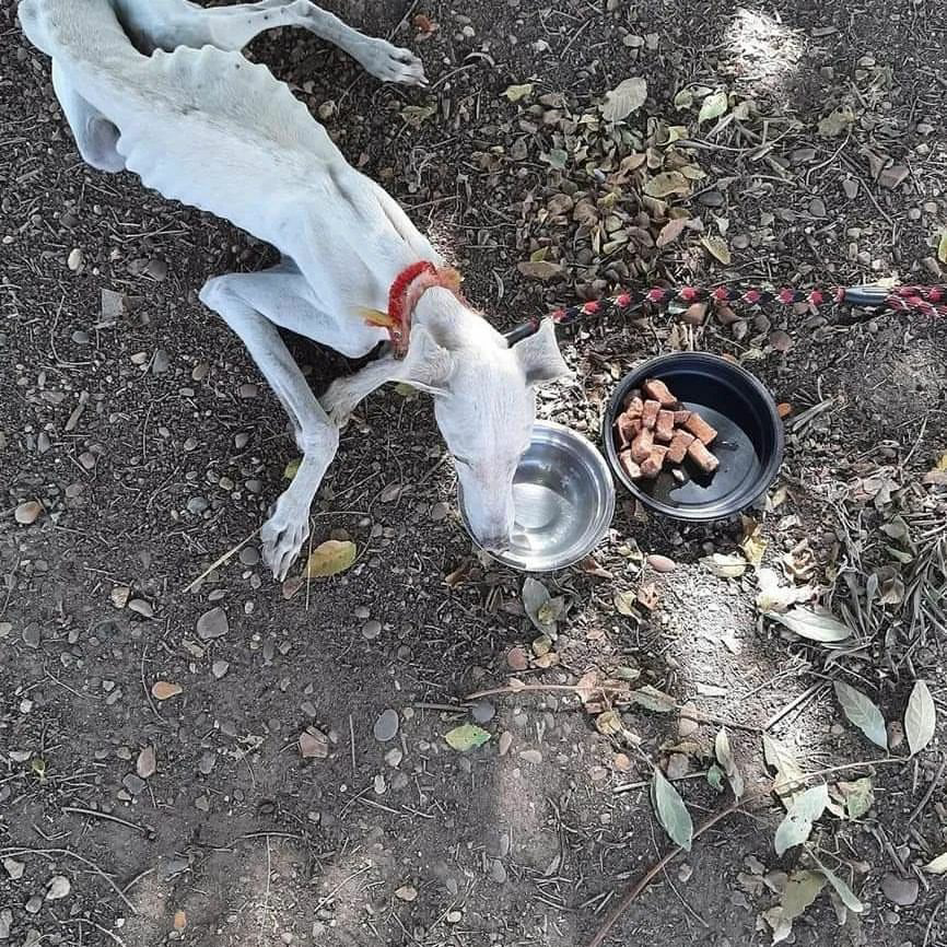 caza_realidad's tweet photo. No sean cómplices de estas imágenes, en su mano esta gobernar por y para todos. 

#SanchezConElMaltratoAnimal

@sanchezcastejon 
@PSOE
@gpscongreso 
@desdelamoncloa https://t.co/BV6QpvYh39