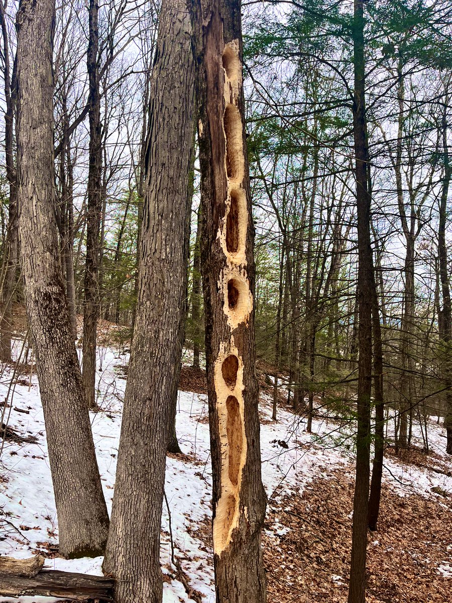 buzz2978's tweet photo. Greenfield Ma and Poet’s Seat Tower. #GetOutside #GoForAHike #MetacometRidge #Geology https://t.co/sAggoZ55P5