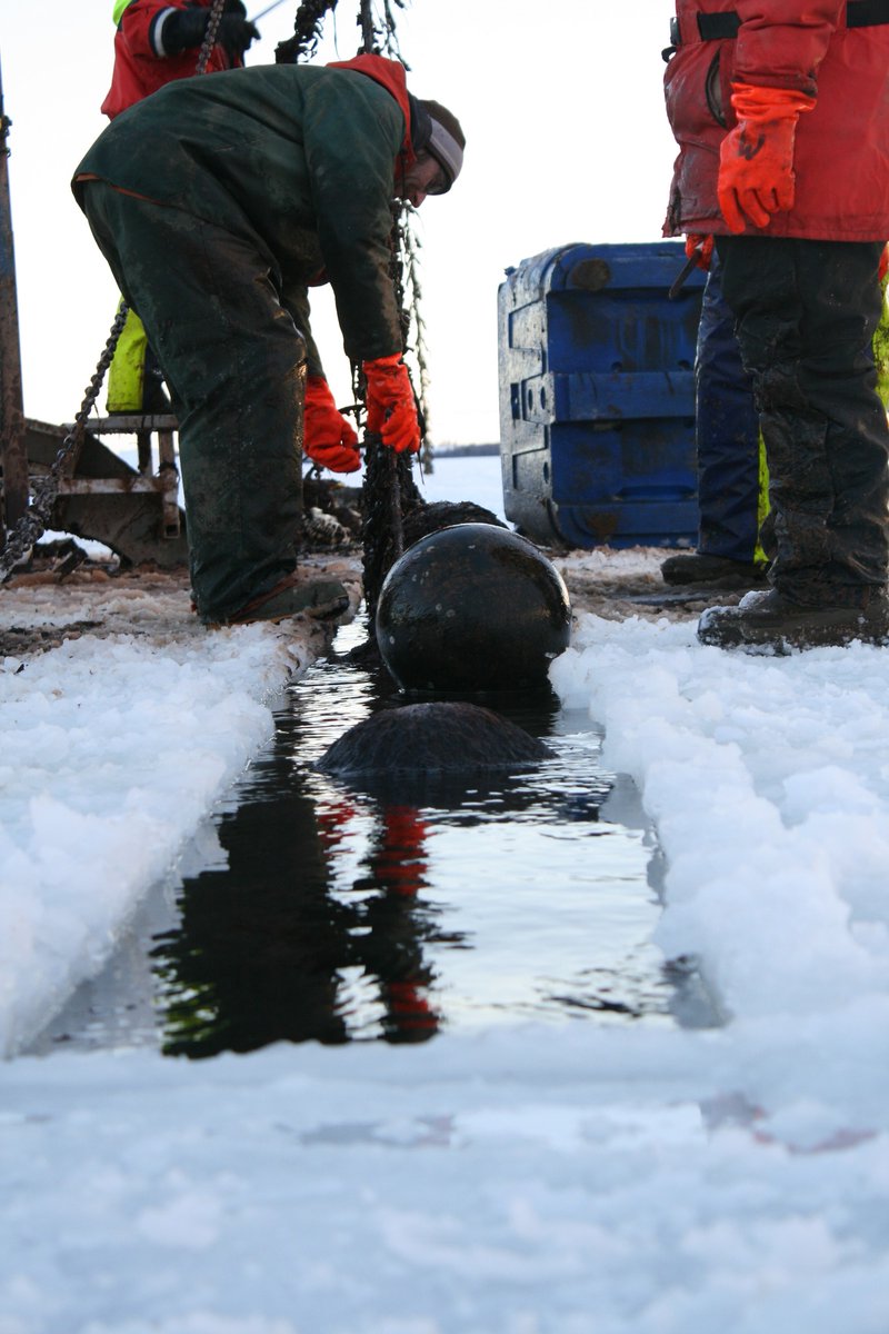 PEIMussels's tweet image. How do #PEI Mussel farmers harvest mussels from ice-covered waters? 

Lines destined for harvest over the winter are marked with ice-poles or GPS markers so they can be found under thick, heavy layers of ice. ❄️🌊