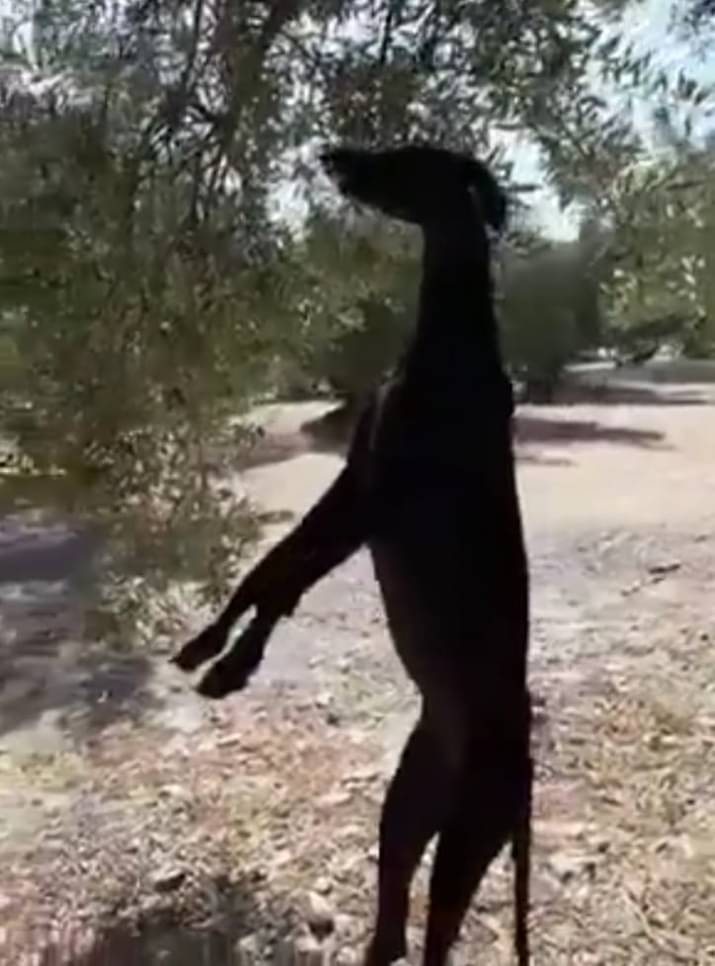 CAZA NO ES DEPORTE, ES MALTRATATO. CAZADORES PSICÓPATAS ASESINOS, PSOE COMPLICES
#SanchezConElMaltratoAnimal

<a href="/sanchezcastejon/">Pedro Sánchez</a> 
<a href="/PSOE/">PSOE</a>
<a href="/gpscongreso/">PSOE Congreso</a> 
<a href="/desdelamoncloa/">La Moncloa</a>