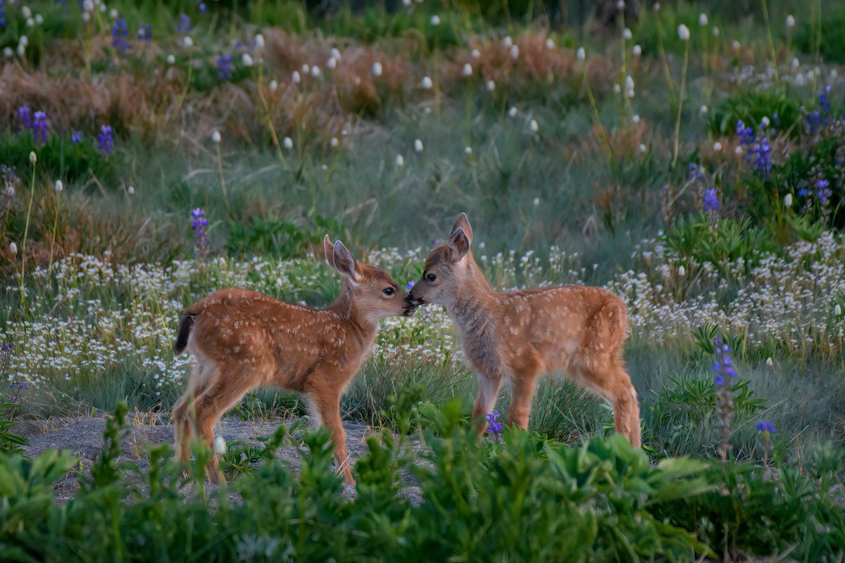 USFWSPacific's tweet photo. Love is a gentle nuzzle in a flowering meadow 💚🤎💜

Photo: Diana Robinson https://t.co/PQqASpq57k