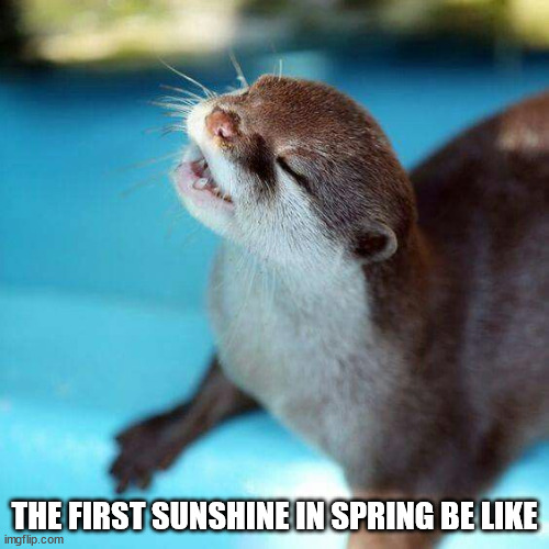 WholesomeMemes (@wholesomememe) on Twitter photo 