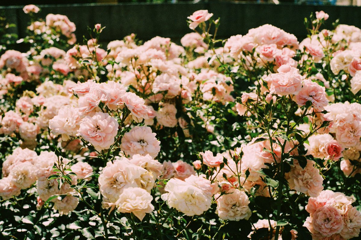 kitiwullich's tweet photo. Spring — Prague 22’

#35mm https://t.co/dUQj5JGdnN