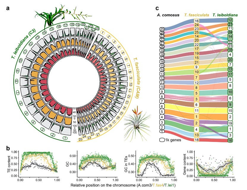 .@claragrootcrego's ms on genome evolution in the fascinating Tillandsia subgenus - one of the fastest radiating clades in plants - is out! Preprint: biorxiv.org/content/10.110… Overview: Clara's thread ⬇️