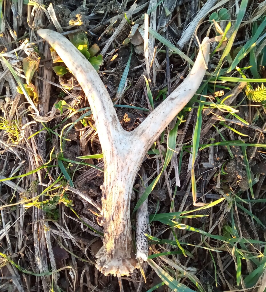 LingsMeadow's tweet photo. https://t.co/j3QIZDNW90 A very beautiful roe deer antler. We found it on the farm walk near one of the spots where we distribute the supplementary winter bird seed. I suspect the deer have been helping themselves to the seed!  #roedeer #countrysidestewardship #AB12 #naturalengl… https://t.co/ntAZMMESeH