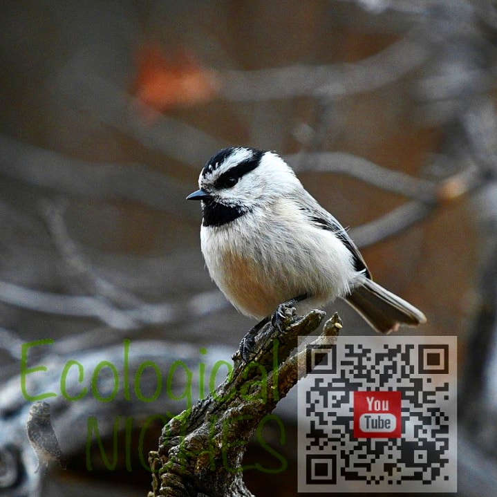 EcoNiches's tweet photo. Mountain Chickadee
#wildlifephotography #wildlife #songbird #ecology https://t.co/z2fY1miVNA