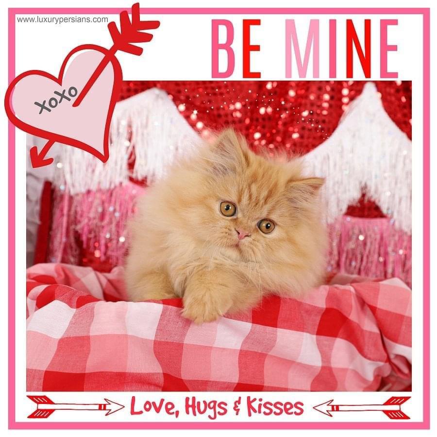 dollfacekittens's tweet photo. Which one of the following cats is the cutest? 😻

#persiancat #cat #adorable #kittens #kitty #kitten #CatsLover #CatsOnTwitter https://t.co/j0oB2bRCbX
