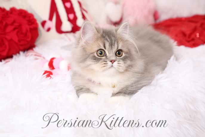 dollfacekittens's tweet photo. Which one of the following cats is the cutest? 😻

#persiancat #cat #adorable #kittens #kitty #kitten #CatsLover #CatsOnTwitter https://t.co/j0oB2bRCbX