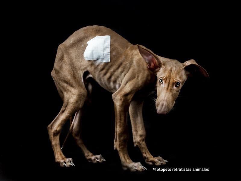 ☑️ La caza es el primer motivo de abandono y maltrato de perros en España.  
❌Exigimos a Pedro Sánchez la retirada de la enmienda que deja fuera a los perros de los cazadores de la Ley de Protección Animal. 

#SanchezConElMaltratoAnimal
<a href="/sanchezcastejon/">Pedro Sánchez</a> @psoe <a href="/desdelamoncloa/">La Moncloa</a>