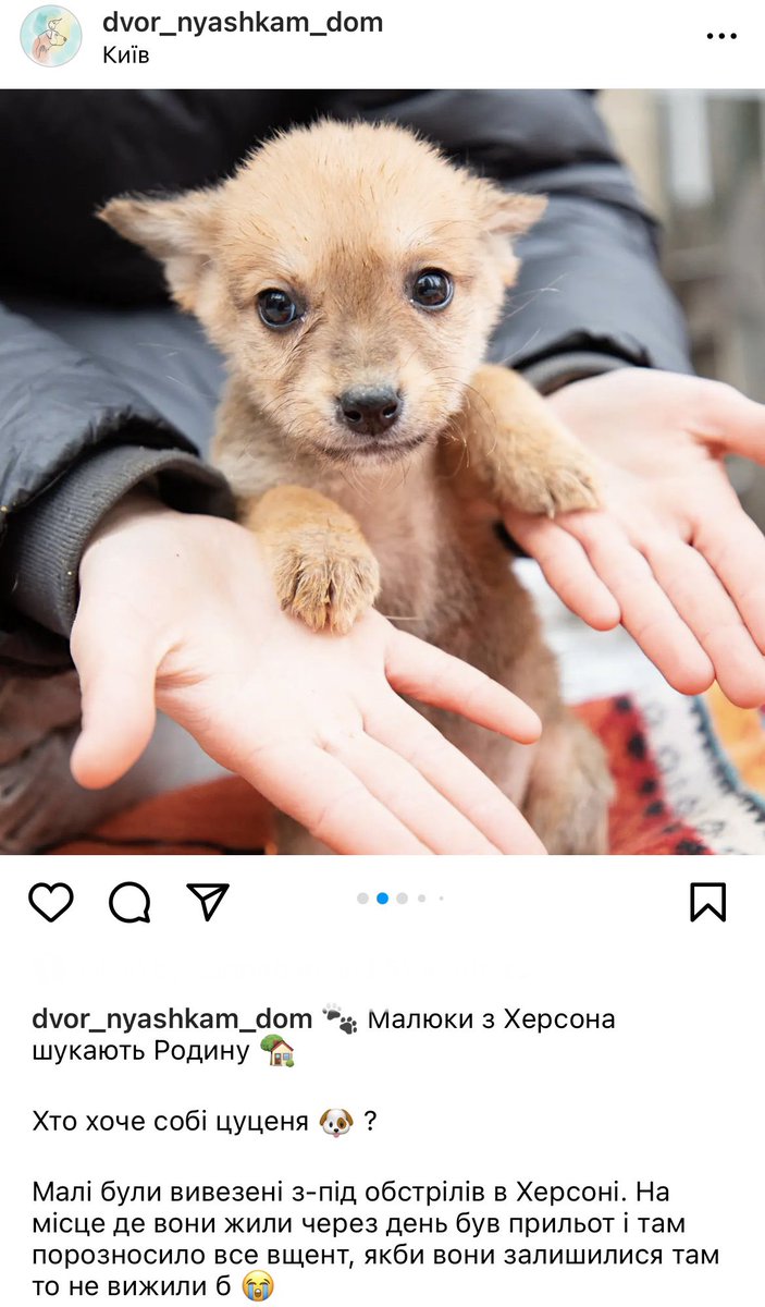 dashadasha9590's tweet photo. В новорічну ніч в притулок на Виноградорі привезли з Херсону 31 цуценятко та 5 дорослих собак, з яких три інваліда. Всі вони шукають найкращі люблячі родини 

Приїзжайте знайомитись з курдупликами, допомогти з вигулом або забрати малечу додому 

https://t.co/qzXPuqOkJe… https://t.co/jRjMdojaHK