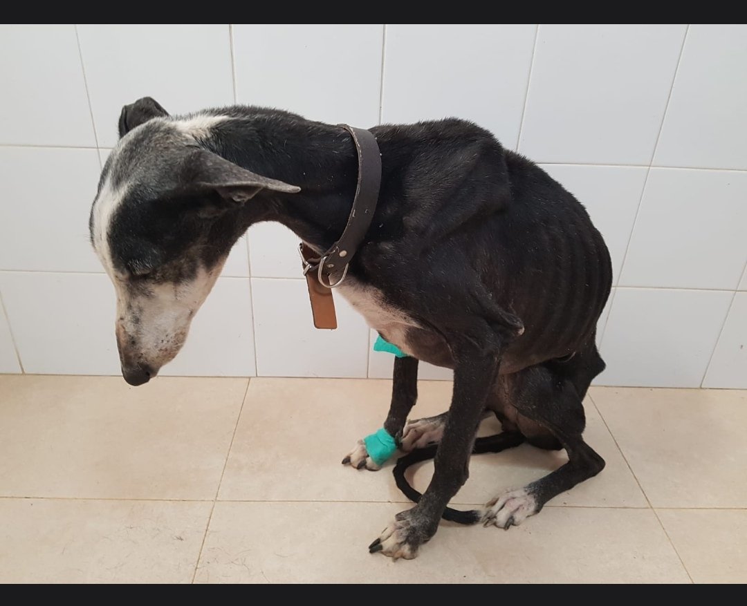 esroma88's tweet photo. La imagen de la desolación que Pedro Sánchez quiere perpetuar. Se ponen la etiqueta de progresistas sacando una ley de protección animal, pero ellos mismos se desenmascaran al sacar su enmienda

#SanchezConElMaltratoAnimal

@sanchezcastejon 
@PSOE
@gpscongreso 
@desdelamoncloa https://t.co/Pe5aCk6SfC