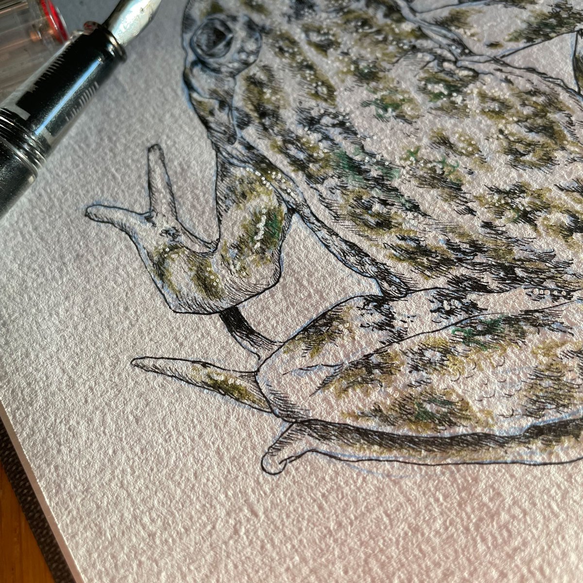 Lucia_Antunes's tweet photo. Sunday sketch // Pelodytes_sp
#scientificillustration #scientificart #nature #naturedrawing #ilustração #illustration #desenho #sketchbook #sketching #fieldsketching #sketchbookdrawing #sketchbookart #twsbieco #prismacolor #hahnemühle #Pelodytes #frogs #parsleyfrogs #amphibian https://t.co/vLNNEsKqqP