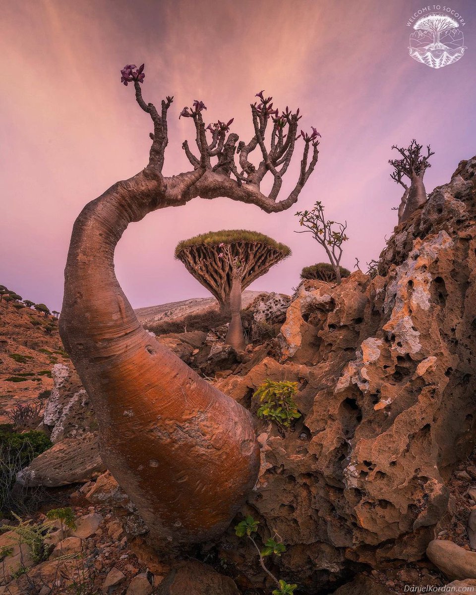 arab11__'s tweet photo. Socotra Island, Yemen https://t.co/kWMa1aq6WS