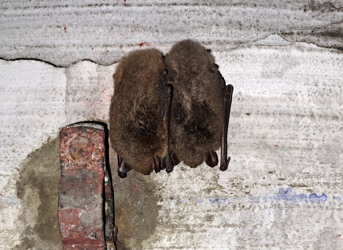 Gerrie Abel tweet media