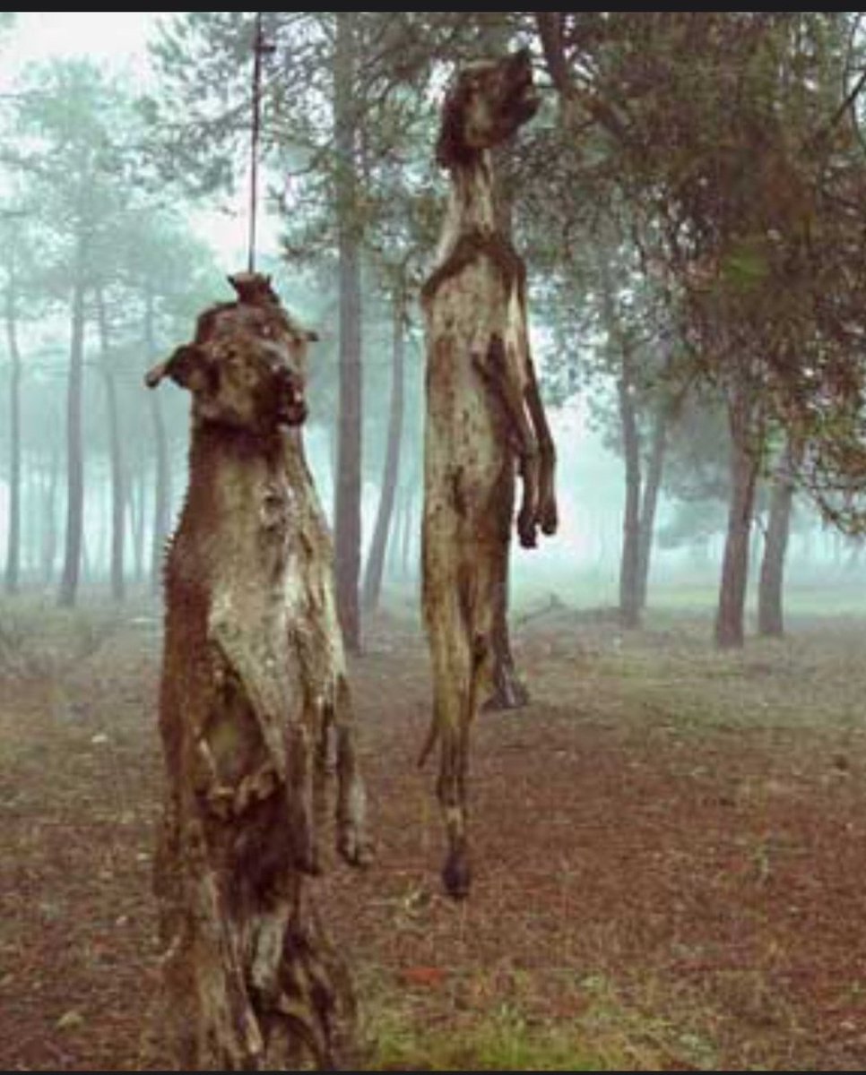 Estas imágenes no son propias de un país avanzado Pedro Sánchez. Usted puede hacernos avanzar hacia el progreso, retire la enmienda a la ley de protección animal
#SanchezConElMaltratoAnimal

<a href="/sanchezcastejon/">Pedro Sánchez</a> 
<a href="/PSOE/">PSOE</a>
<a href="/gpscongreso/">PSOE Congreso</a> 
<a href="/desdelamoncloa/">La Moncloa</a>