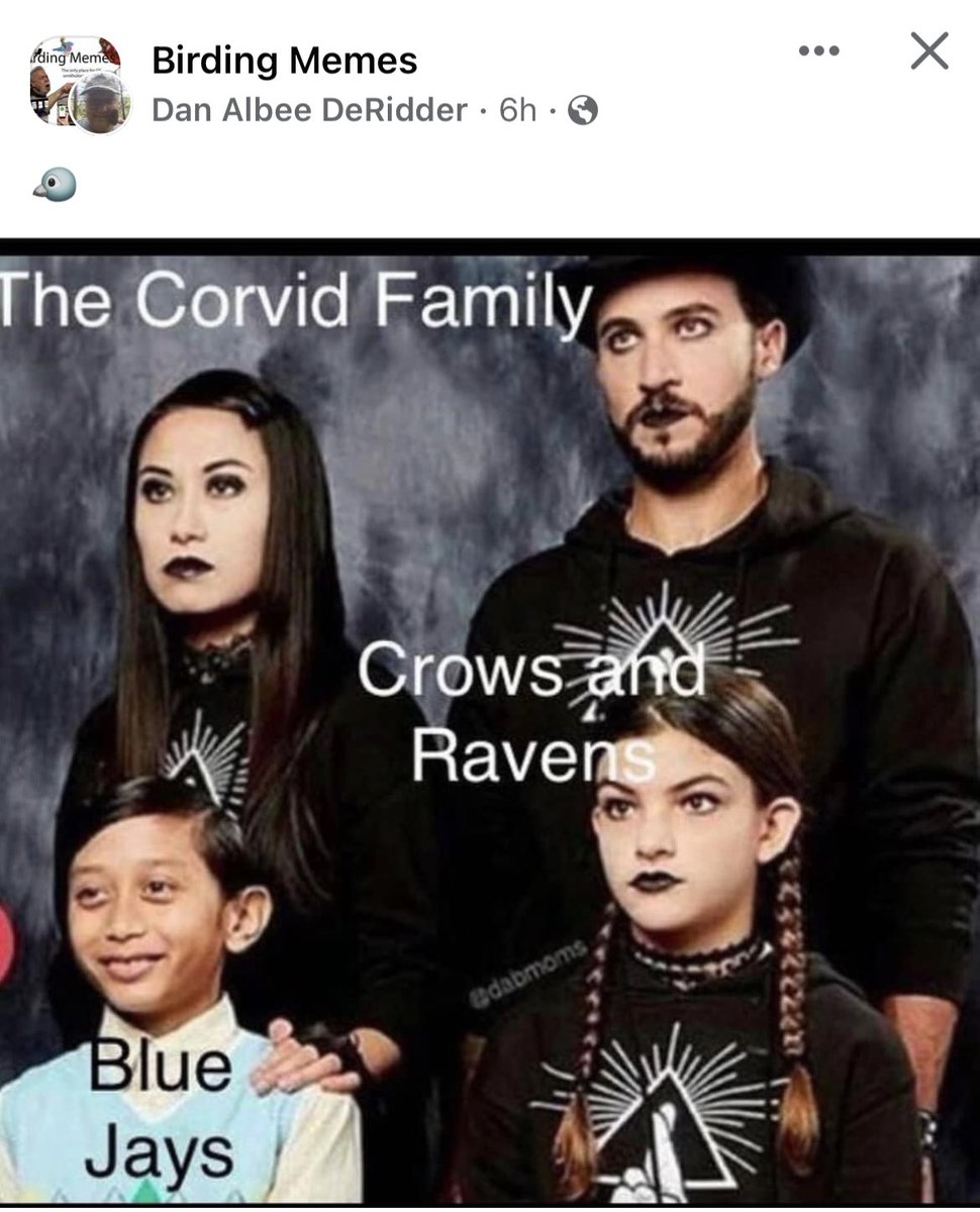OnlyVeesAz's tweet photo. Birding Memes ftw https://t.co/GSXkoUXRjX