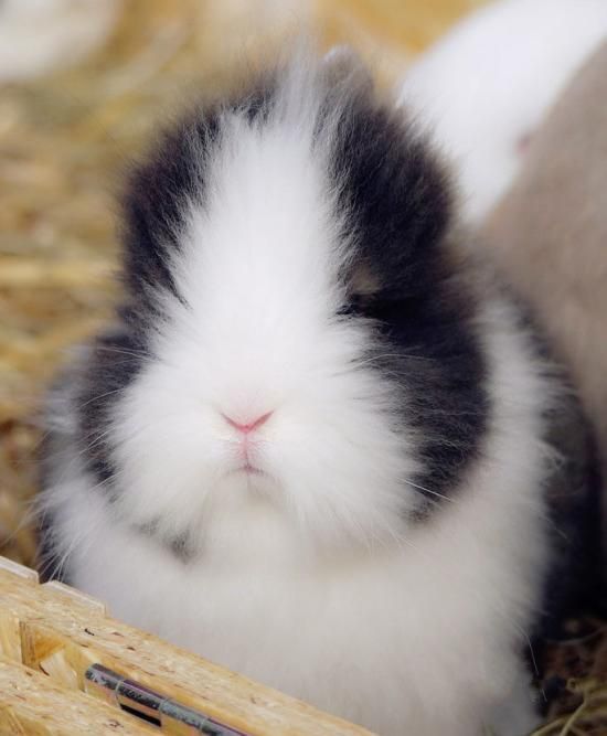 Conejitos para alegrar tu día (@conejitosaldia) on Twitter photo 