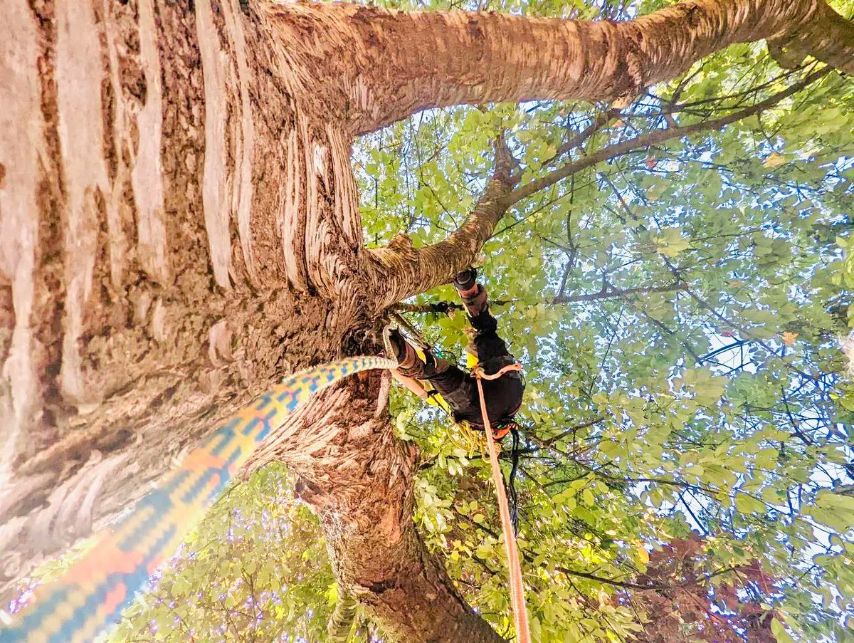 mancoedvm's tweet photo. We had to share this picture from one of our Tree surgeons Chris. This was taken on a #cherrytree take down as part of our @Go_CheshireWest contract.
#chester #cheshire #cherry #treetakedown #treesurgeon #treesurgeonchester #treesurgeoncheshire #treesurgeonnearme https://t.co/3AuOGhYY3k