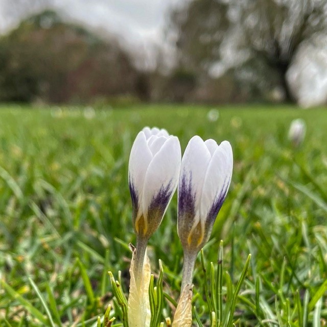 Popping up with cheer and charm, our crocuses are a sign that spring mode is almost on  💜