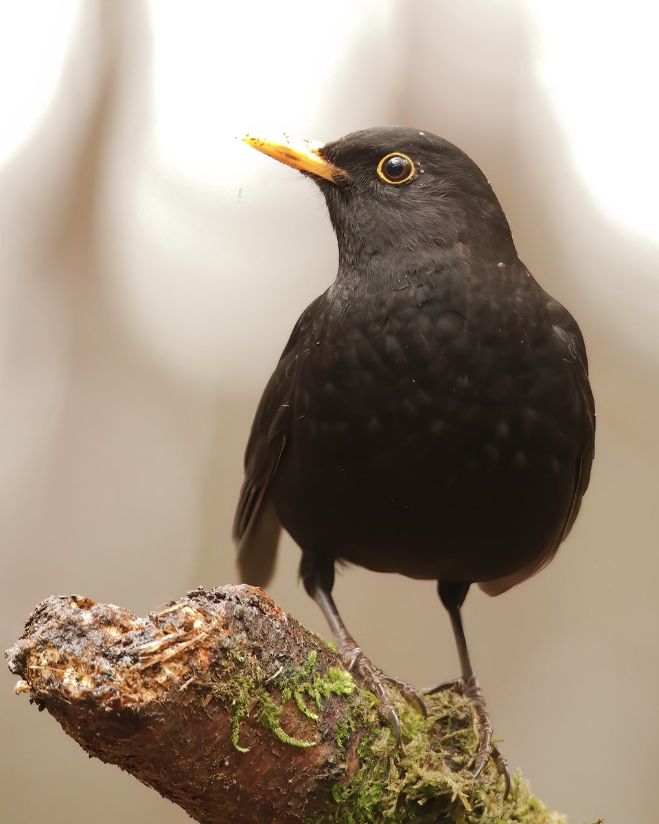 Tom Bovens 🪶 tweet media