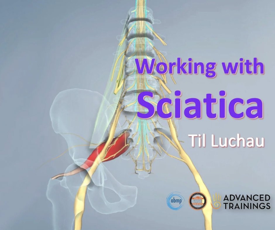 Now FREE with the amazing A-T Subscription!

Sciatica 1-Hr Online Course: A New Look
Part of my Luchau’s Myofascial Online Series

Subscribe now to the entire subscription library 👉 bit.ly/a-t-subscripti…

Or purchase for just $19.99 (on sale)! 👉advanced-trainings.com/product/sciati…