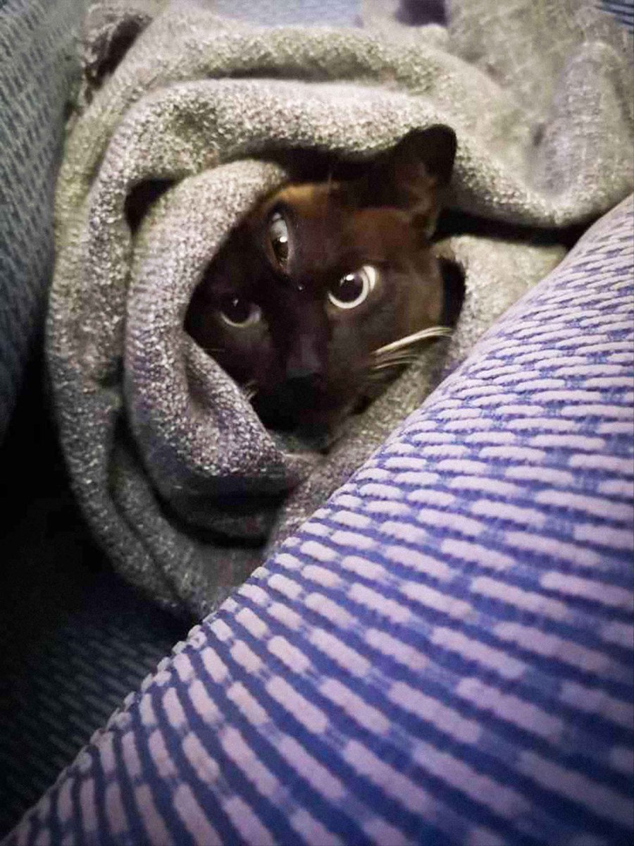 We recently rescued a kitty! His name is Bean and he's so silly :)
He was a bit scared at first but he's really opening up now!