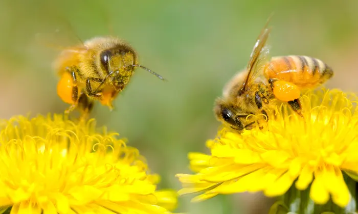 ECOWARRIORSS's tweet photo. Life enhancing plants like Dandelions that feed Bees and pollinate crops that people eat are called weeds and regarded as worthless and in Spring time, millions of people will go into a frenzy to try and kill them with pesticides 
Leave the Dandelions alone https://t.co/YB2JBcLnzl
