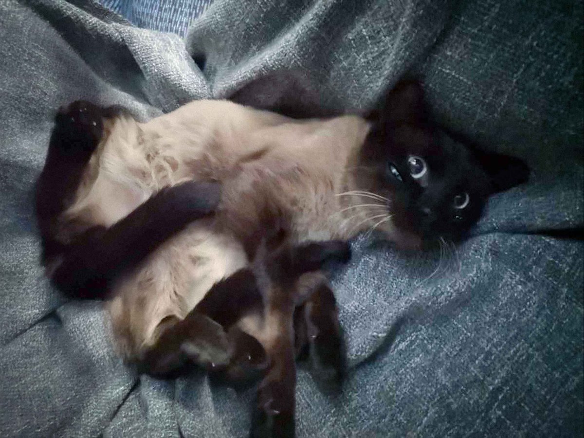 Valdevia_Art's tweet photo. We recently rescued a kitty! His name is Bean and he's so silly :)
He was a bit scared at first but he's really opening up now! https://t.co/0OE7yFFQaZ