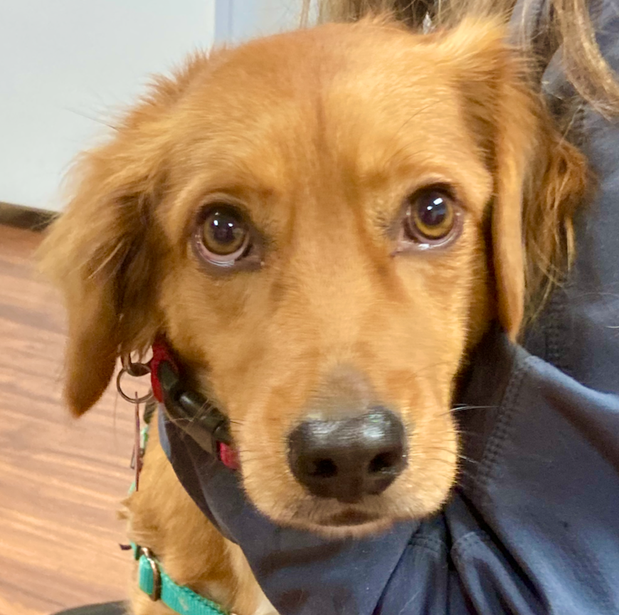 NatchezVet's tweet photo. Say hello to Bella. This sweet girl and her mom Rosie Kellman stopped by to see us the other day. We love our patients and their pet parents. 

 #dog #dogsofnashville #pethealth #love #goldenretriever https://t.co/ukqZxxJ8GZ