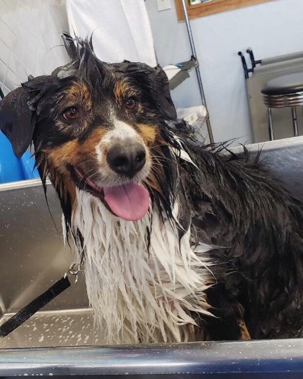 What’s that smell you say? Is it weeks worth of rain smell creeping up on your pal? Call us. We can help. Like this week.  619-225-1000 💋 #muddybuddy #puppiesinthetub #dirtymuttsdrivemenuts #dogsofadamsave #australianshepherd