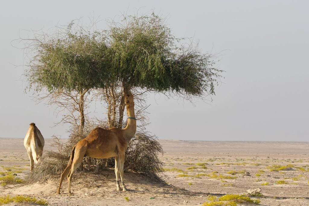 Dag 5 Oman

Vandaag stond de kust op het programma en om daar te komen moesten we door een stuk woestijn. Daar was het bijzonder modderig en dat maakt het rijden lastig al slippend wisten we het grootste deel goed door te komen. Tot Nissan 3 bleef steken… instagr.am/p/CoVN8g7LMWO/