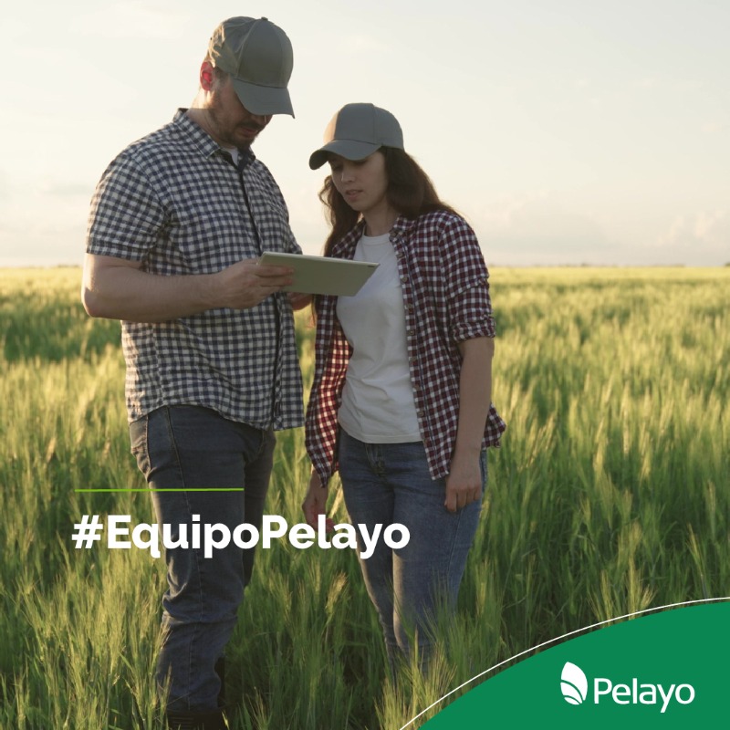 pelayoagronomia's tweet photo. ¿Sabías que contamos con un #EquipoProfesional de #IngenierosAgrónomos que #Planifican #Desarrollan y #Monitorean todos los procesos que llevan a la concreción de los #ObjetivosTrazados?

🧔👨‍🦰💪
#PelayoAsesora #ElCampoPrimero 💻🌐
https://t.co/WdDJihxVzQ