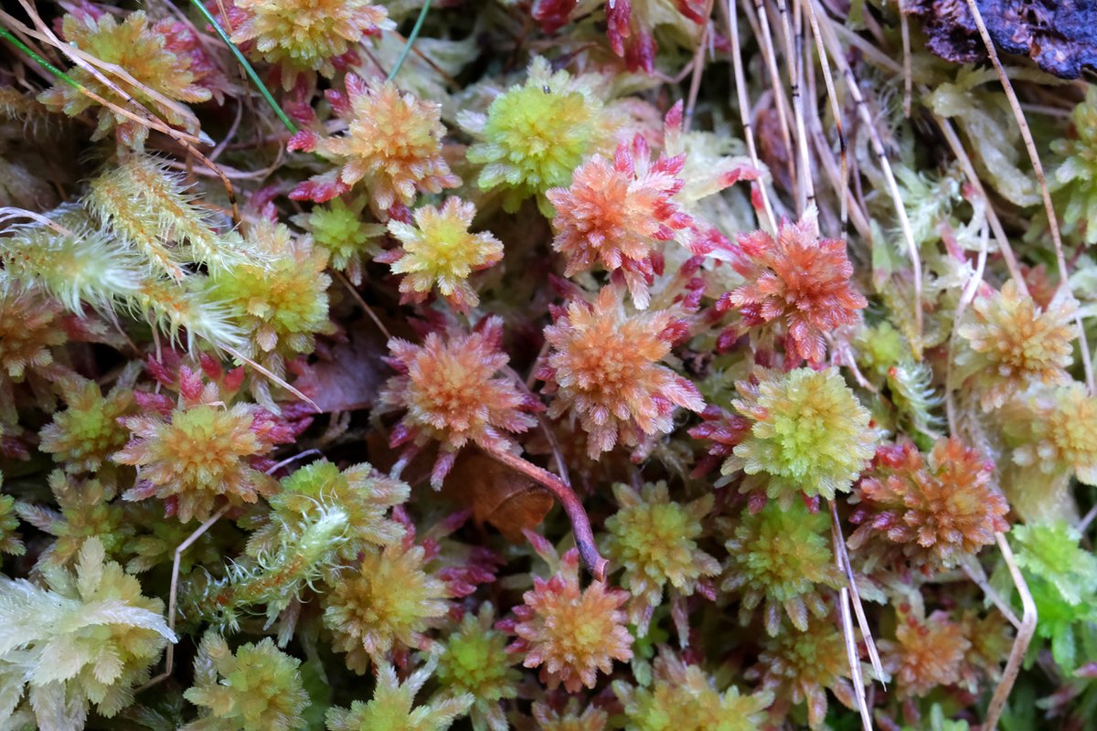Colourful world of sphagnum moss #moss #dailymoss