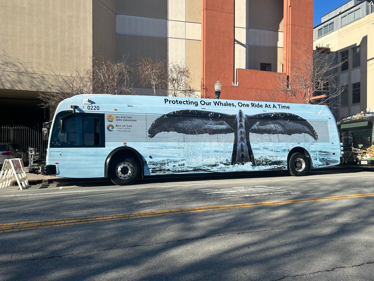 SantaCruzMETRO's tweet photo. Photos by @LantingFrans
#scmtd #santacruz #metro #environment #biodiversity #humpbackwhales #moutainlions #cougars #franslanting #chriseckstrom #bayoflifeproject #montereybaynationalmarinesanctuary https://t.co/UWBUNmT1CN