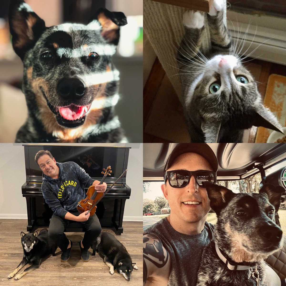 Yellowcard - pets edition. Jax (<a href="/williamryankey/">William Ryan Key</a>), Phil the cat (<a href="/RyanMendez/">Ryan Mendez</a>), Genko &amp; Koji (<a href="/smackinyc/">Sean Mackin</a>)