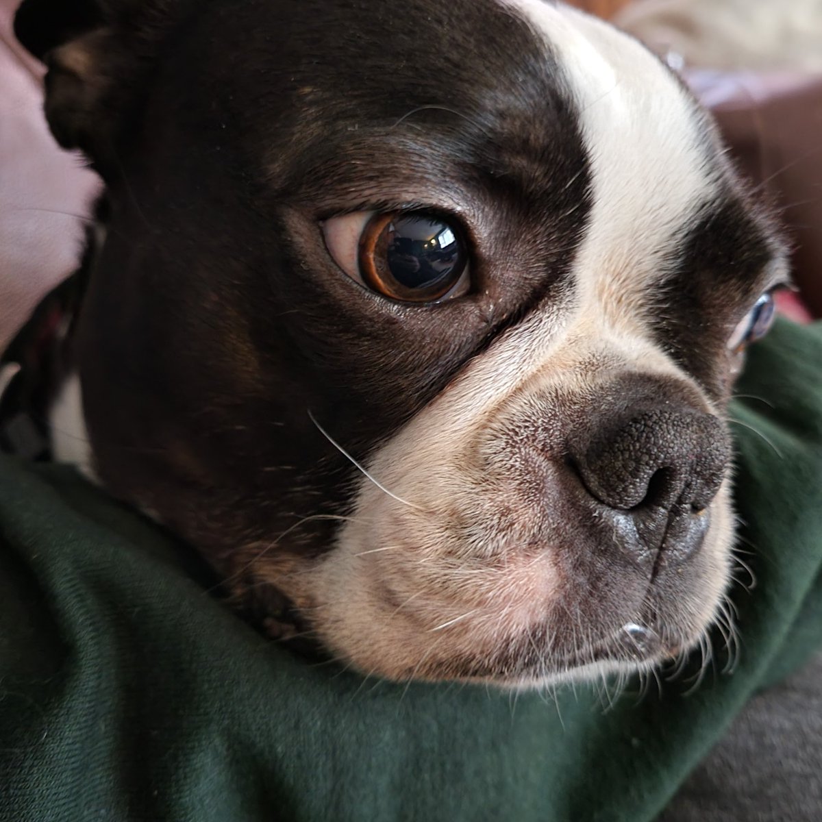 TifferCurnew's tweet photo. Maudie sums up my hopes for tomorrow's negotiations...
#MUNFAPets #MUNFA https://t.co/2FnptmzpZ4
