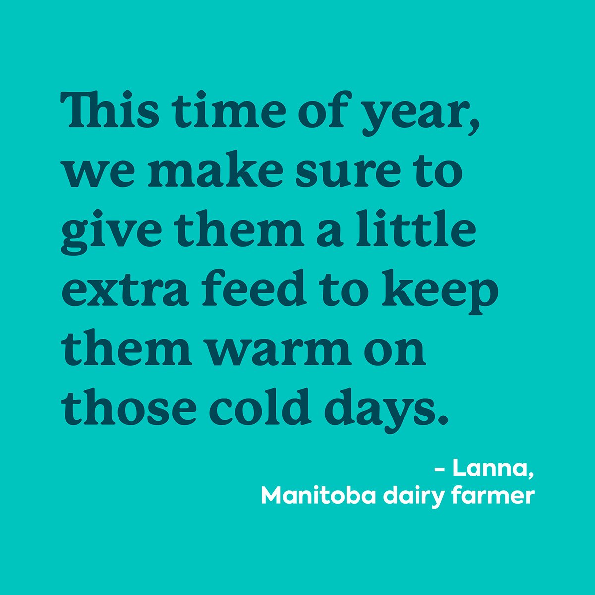 Keeping cows warm in the winter is an important part of running a dairy farm. That’s why Lanna works hard to ensure her cows are staying warm by providing them with lots of extra bedding for comfort and a bit of extra food, too. 

#AllFromAGoodPlace
#AllAboutFarmers