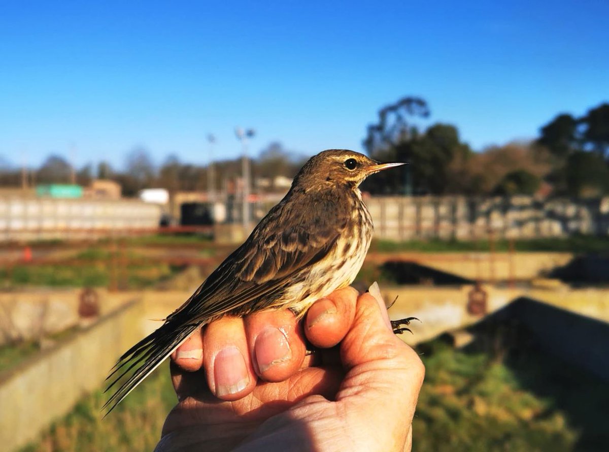 I visited Woodbridge STW works this morning with my daughter Sue. Weather conditions were very good with a light breeze for a change. We set four nets and our catch included another 3 Rock Pipit (at least 22 on site), 3 Pied Wagtails, Goldfinch and Goldcrest.