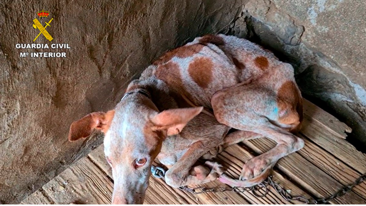 Estamos aquí por esos ojos, por ese cuerpo debilitado, por esa INJUSTICIA que se quiere cometer con ellos.
Son perros, igual que los demás, que han tenido la mala suerte de caer en manos de cazadores.
<a href="/sanchezcastejon/">Pedro Sánchez</a> @psoe <a href="/gpscongreso/">PSOE Congreso</a> <a href="/desdelamoncloa/">La Moncloa</a>
#SanchezConElMaltratoAnimal