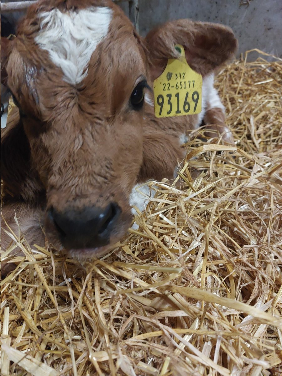 Apparently it's a bank holiday <a href="/DecPierce/">Dec Pierce</a> is on the radio Aaron, 6, has a request for eat, sleep, rave repeat after a busy weekend calving 60 cows #blockrockinbeats
