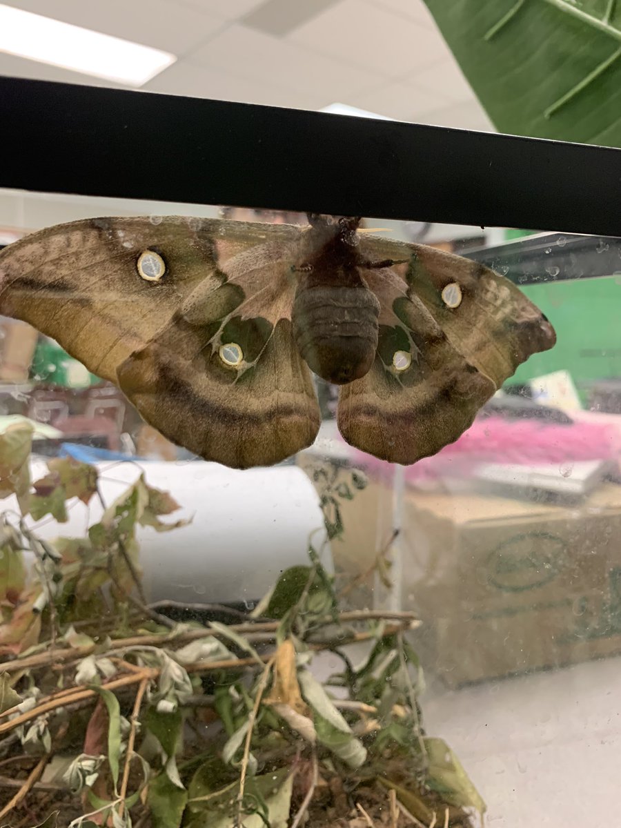 themeekmoose's tweet image. Carl the Polyphemus Moth wasn’t due until May, but he’s hatched!!! Now what? It’s too cold outside! @EllisSoars @SciencePlum @PWCSScience