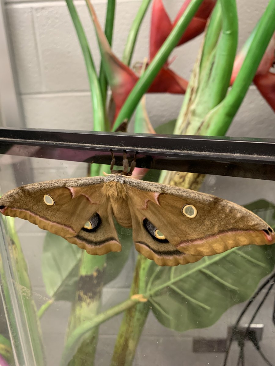 themeekmoose's tweet image. Carl the Polyphemus Moth wasn’t due until May, but he’s hatched!!! Now what? It’s too cold outside! @EllisSoars @SciencePlum @PWCSScience