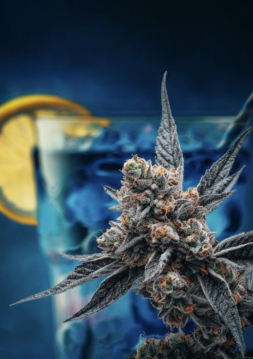 We are pleased to present our first new strain offering of 2023, first harvest currently drying. 

Blueberry Lemonade, bred in house, is a cross of our best-selling blueberry yum yum (platinum cake x blueberry OG) and lemon loaf (cake x lemon jack).

Read more below.