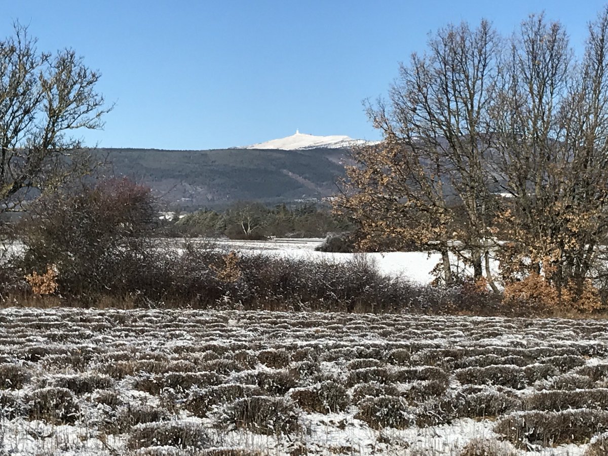 ErikSaupic's tweet photo. Promenade matinale à Sault #vaucluse https://t.co/a8QH9Rbaag