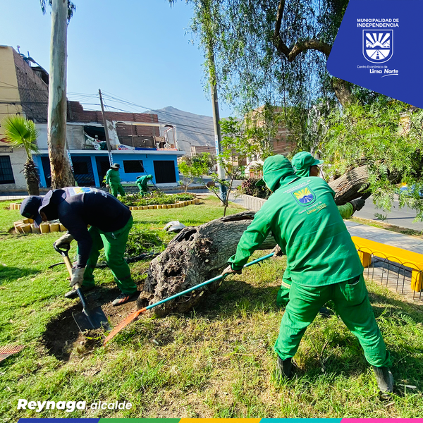 🪴🌱 ¡Parque Huáscar de Tahuantinsuyo lucirá renovado! Venimos realizando trabajos de mantenimiento de áreas verdes, sembrado de plantas, podado de árboles, pintado de bancas y rejas para el beneficio de los vecinos.
¡Juntos hagamos de Independencia un mejor lugar para vivir!🪴🌱