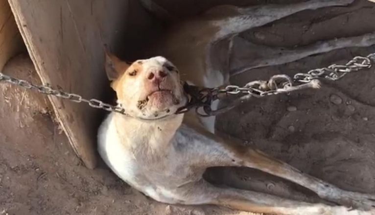 AnimalesCampa's tweet photo. #SanchezConElMaltratoAnimal
No nos merecemos una clase política que únicamente se una para dejar a los más necesitados sin derechos.
@sanchezcastejon 
@PSOE
@gpscongreso 
@desdelamoncloa https://t.co/19rzcOEVPm